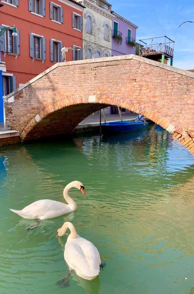 венеция лебеди