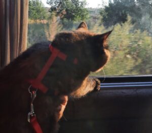 перевозка кота в поезде советы