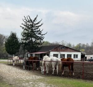 фотосесія з кіньми Харків