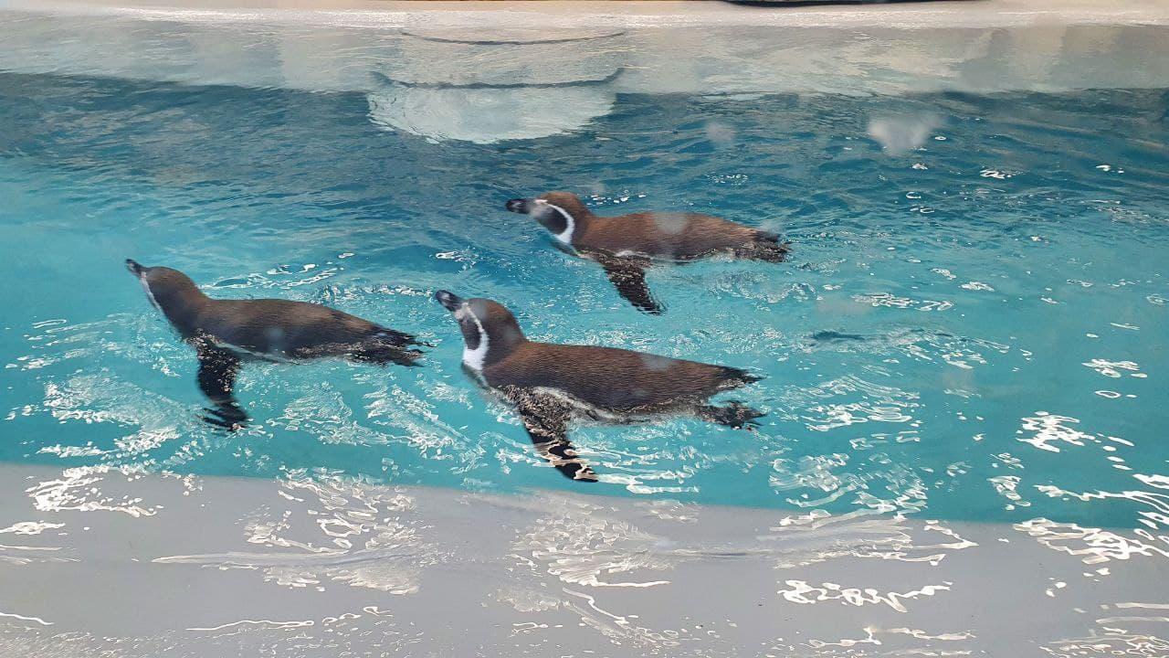 Харьковский зоопарк пингвины 